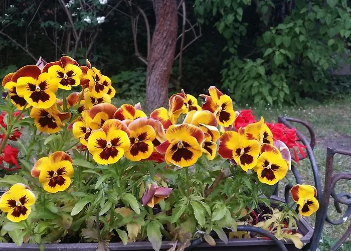 Hostelino 旅馆 索波特